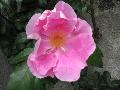 Anemone Rose / Rosa x 